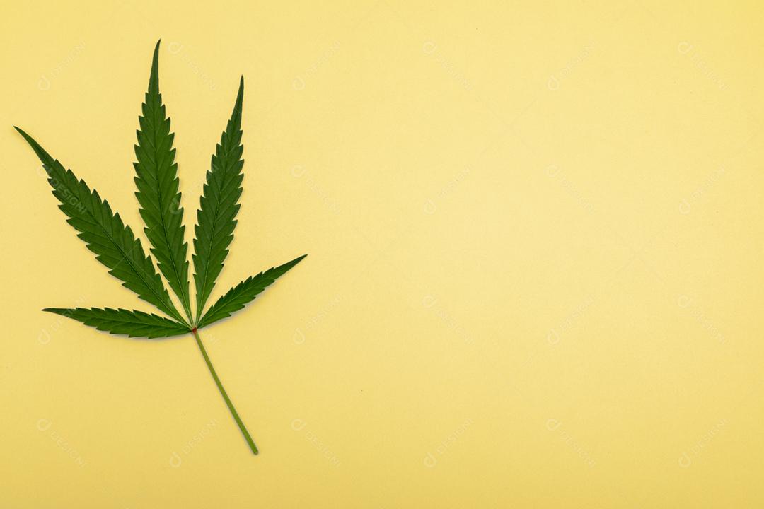 Folha de maconha com fundo amarelo