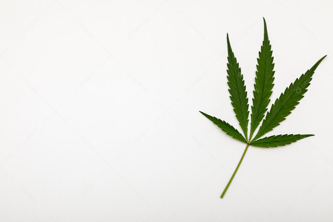 Folhas de maconha com fundo branco