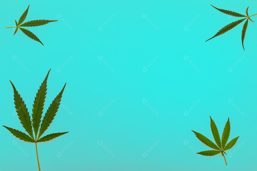 Folhas de maconha com fundo azul