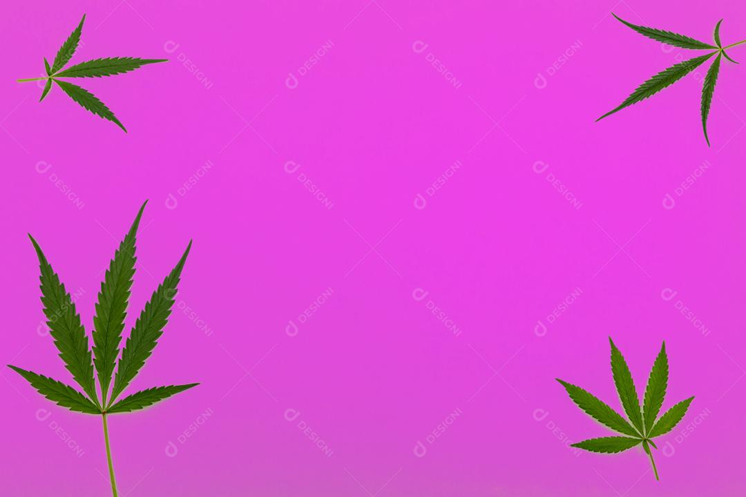 Folhas de maconha com fundo rosa