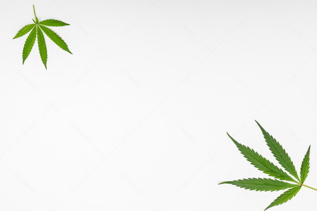 Folha de maconha com fundo branco