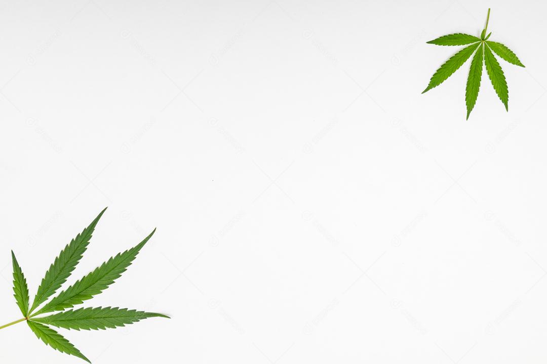 Folha de maconha com fundo branco