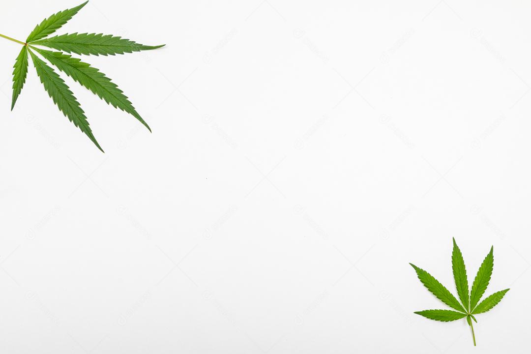 Folha de maconha com fundo branco