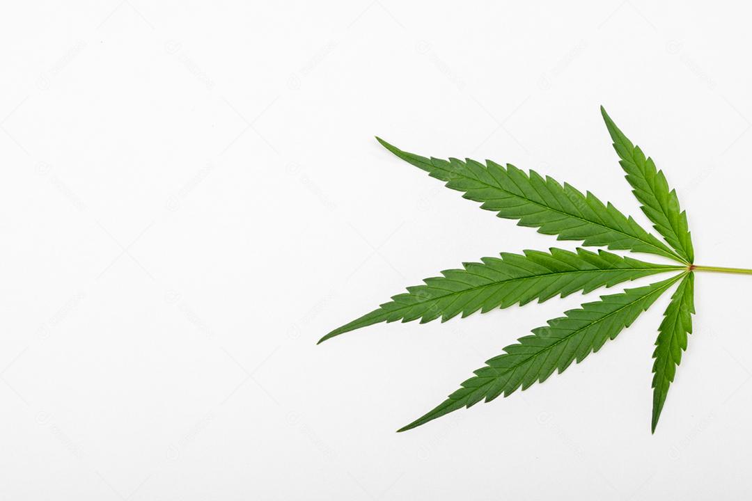 Folha de maconha com fundo branco