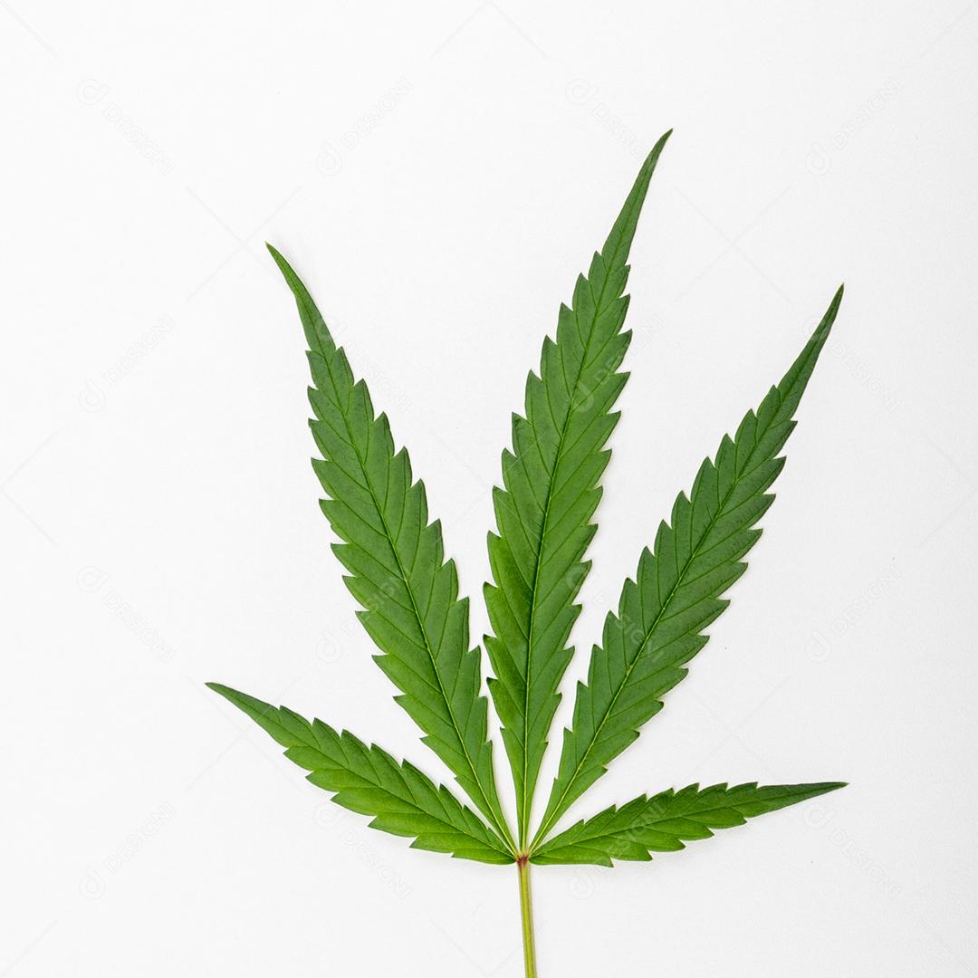Folha de maconha com fundo branco