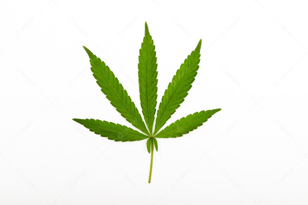 Folha de maconha com fundo branco