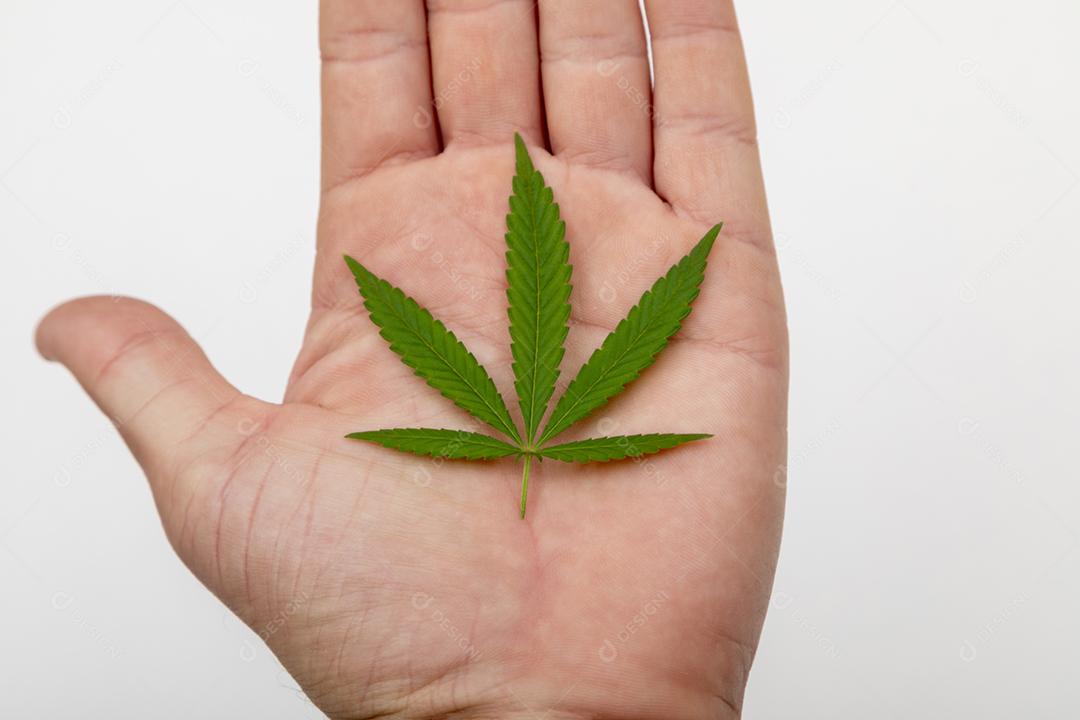 folha de maconha na mão