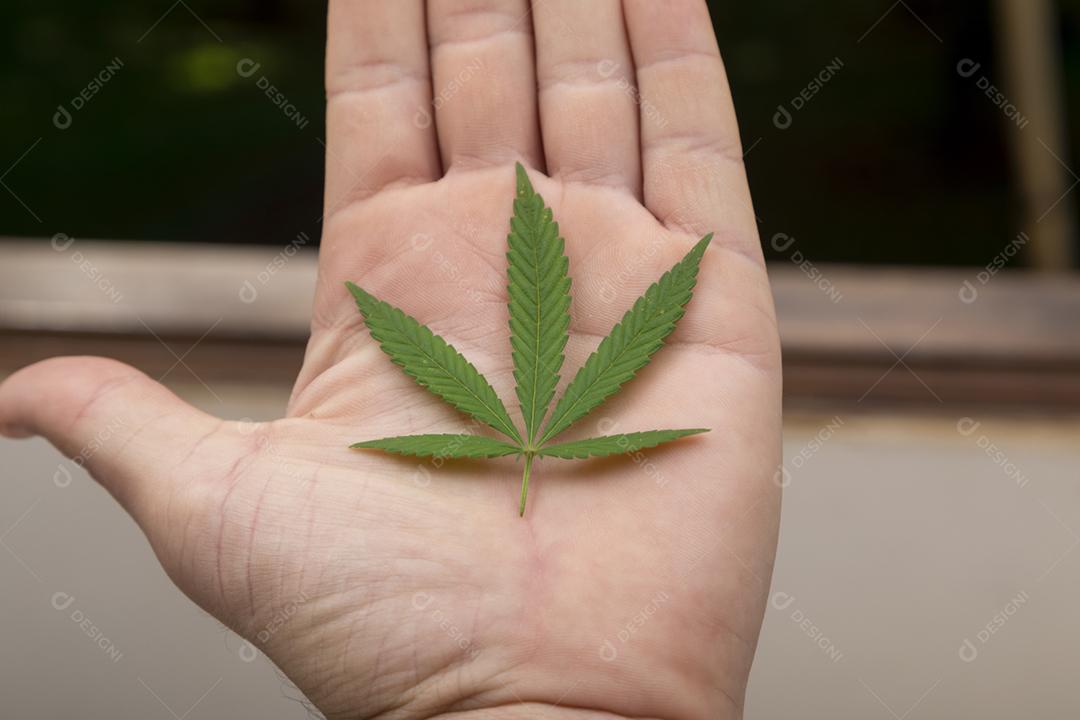 folha de maconha na mão