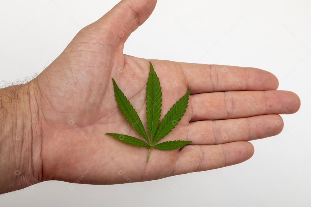 folha de maconha na mão