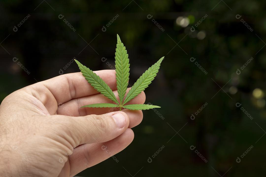 folha de maconha na mão