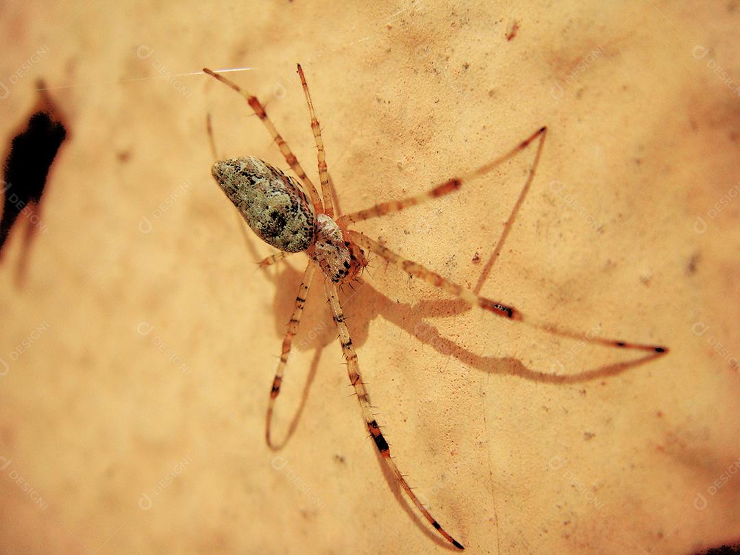 Inseto sobre folhas seca floresta