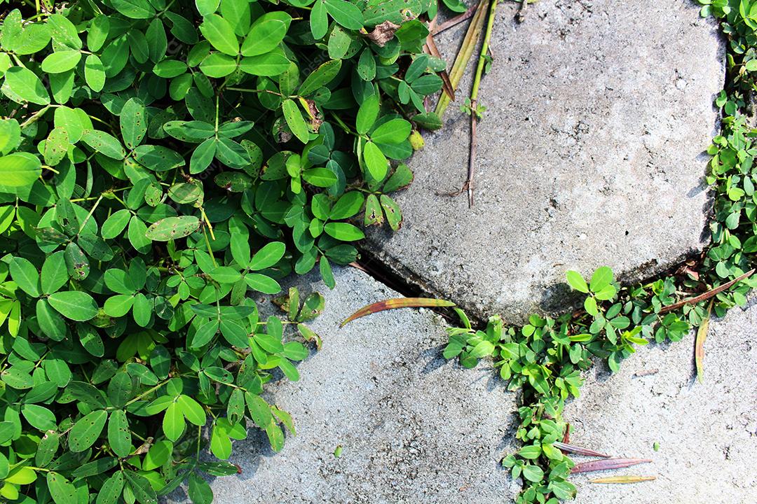 Pedras rochas sobre matos floresta