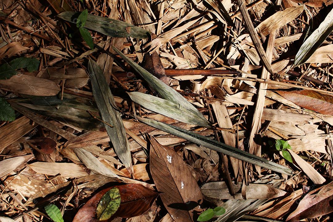 Folhas secas arvores floresta galhos