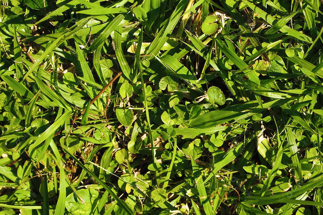 textura Axonopus compressus Plantas