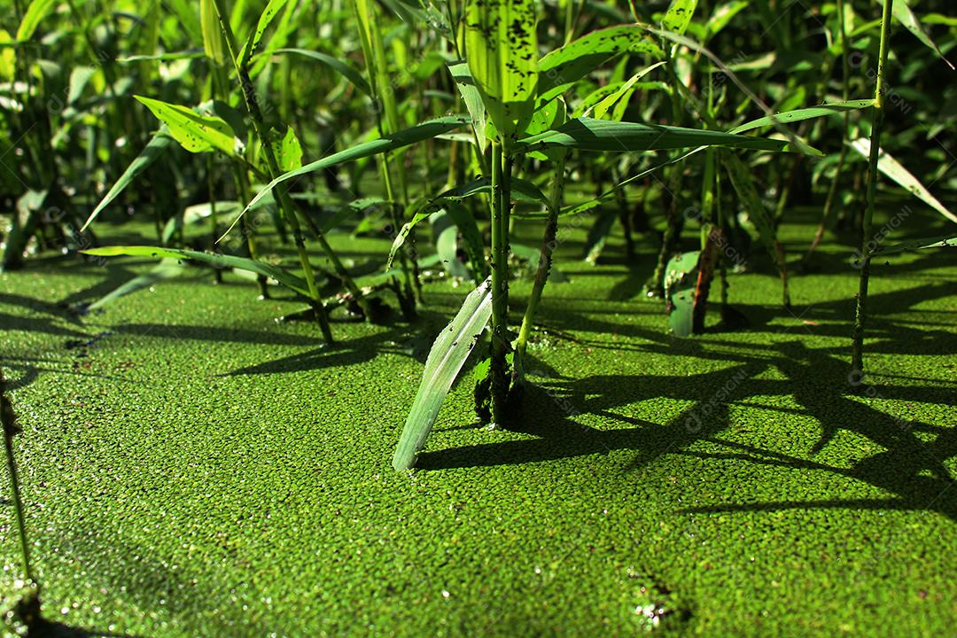 Lemnaceae Plantas sobre lago floresta dia ensolarado