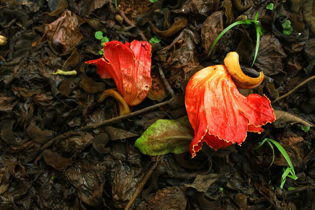 Planta Flor do caju sobre terra floresta