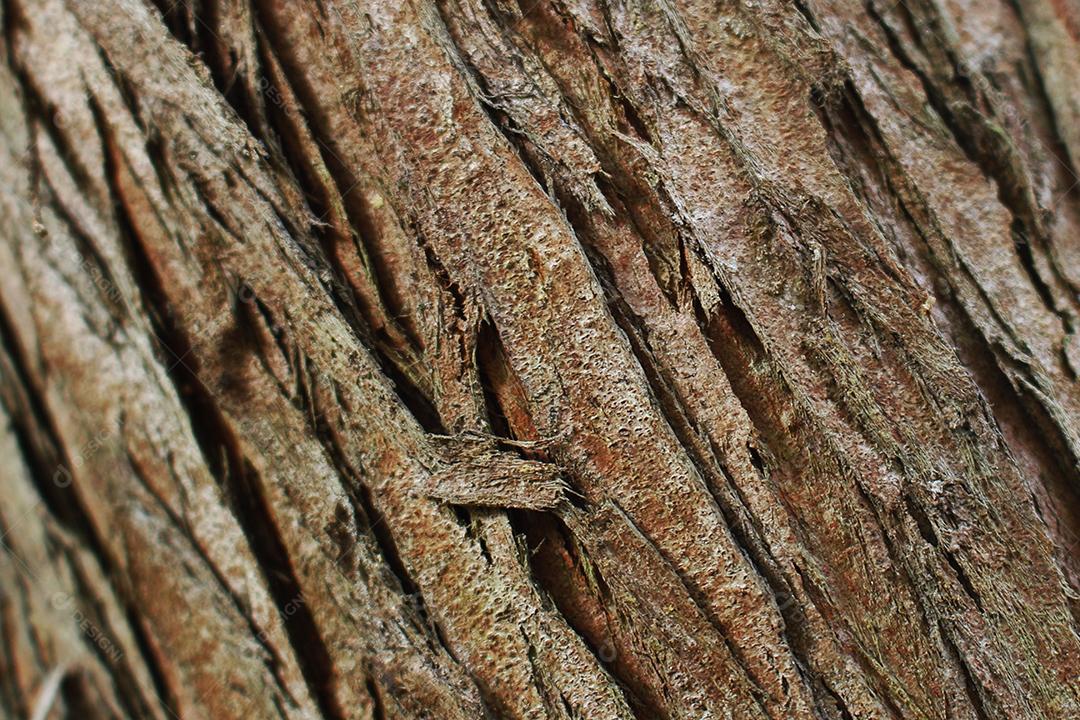 Textura de arvore madeira tronco