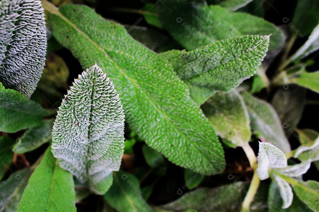 Folhas verde sobre floresta arvore galhos