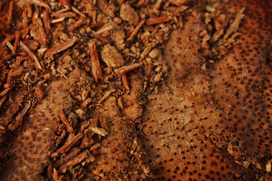 Isópteros Inseto sobre chão de floresta folhas secas