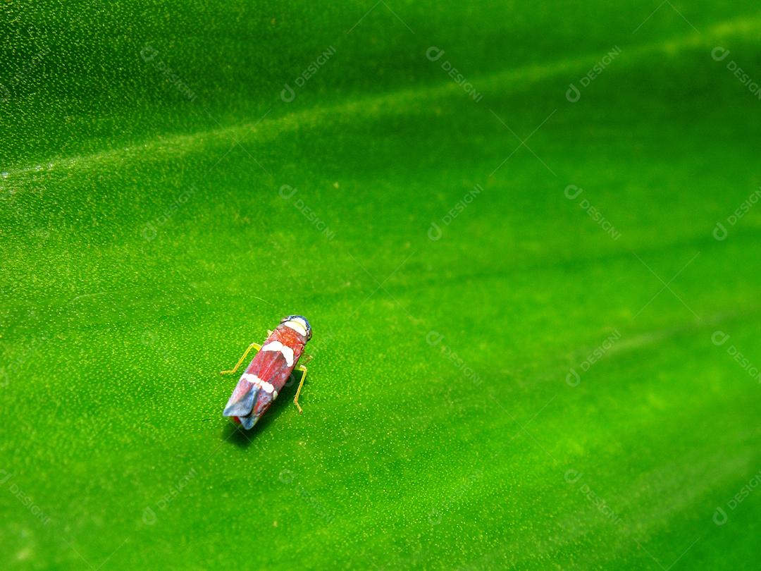Inseto sobre folhas verde floresta arvores