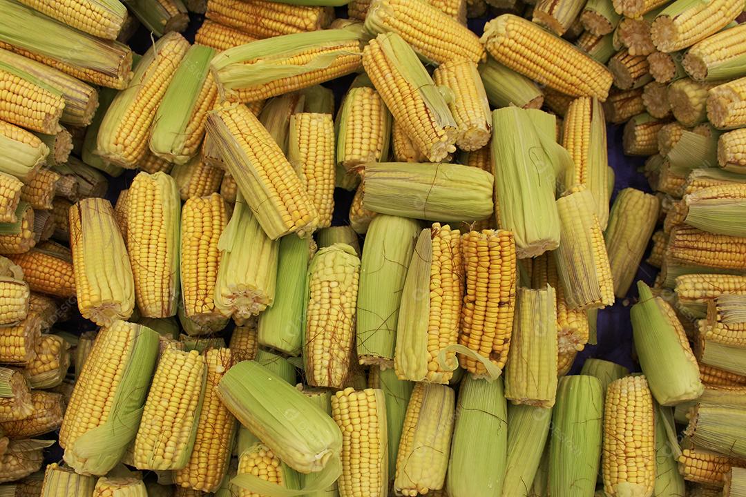 Milho empilhados sobre pratileiras verduras comida