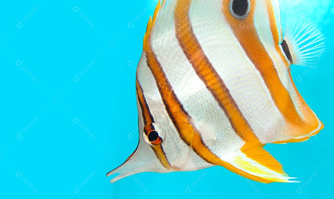 Peixes-borboleta de aquário marinho branco e amarelo sobre fundo azul.