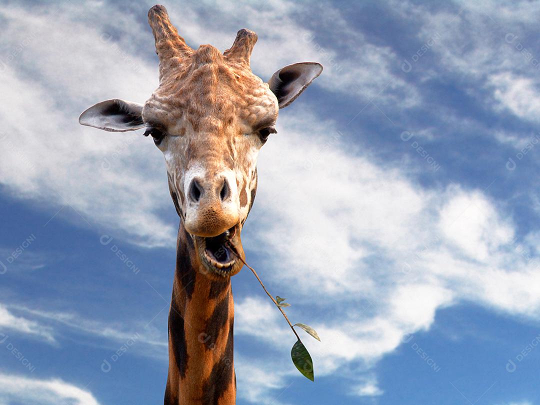 Girafa comendo folhas com fundo de céu azul no zoológico.