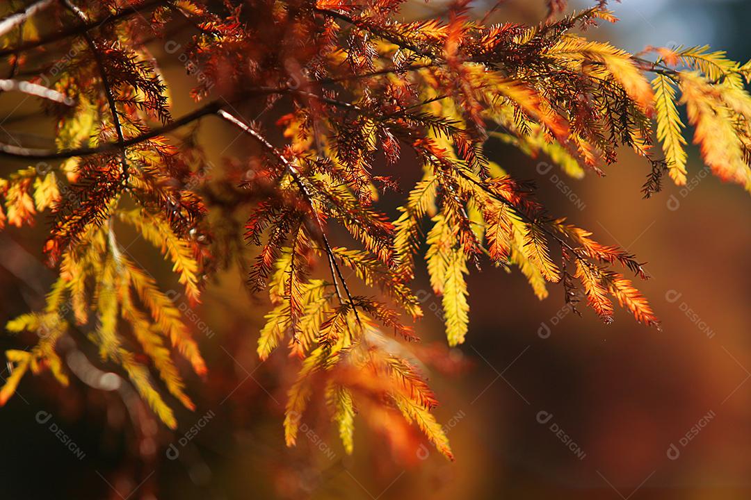 Folhas e galhos de árvores na tarde de outono.