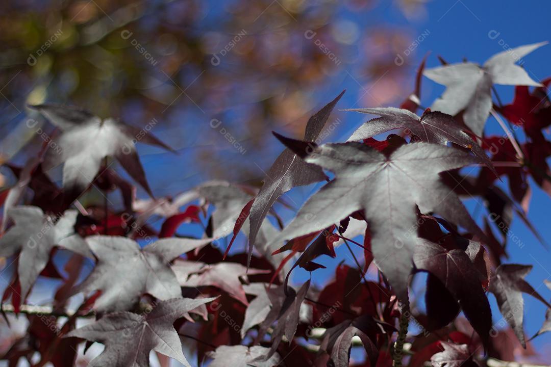 árvore com folhas vermelhas e amarelas contra o céu azul no outono.