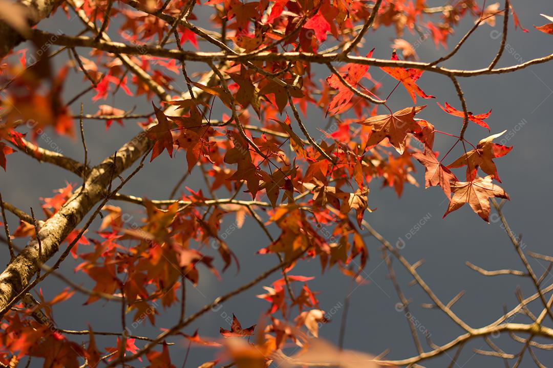 galhos de árvores com folhas vermelhas e laranja no outono.