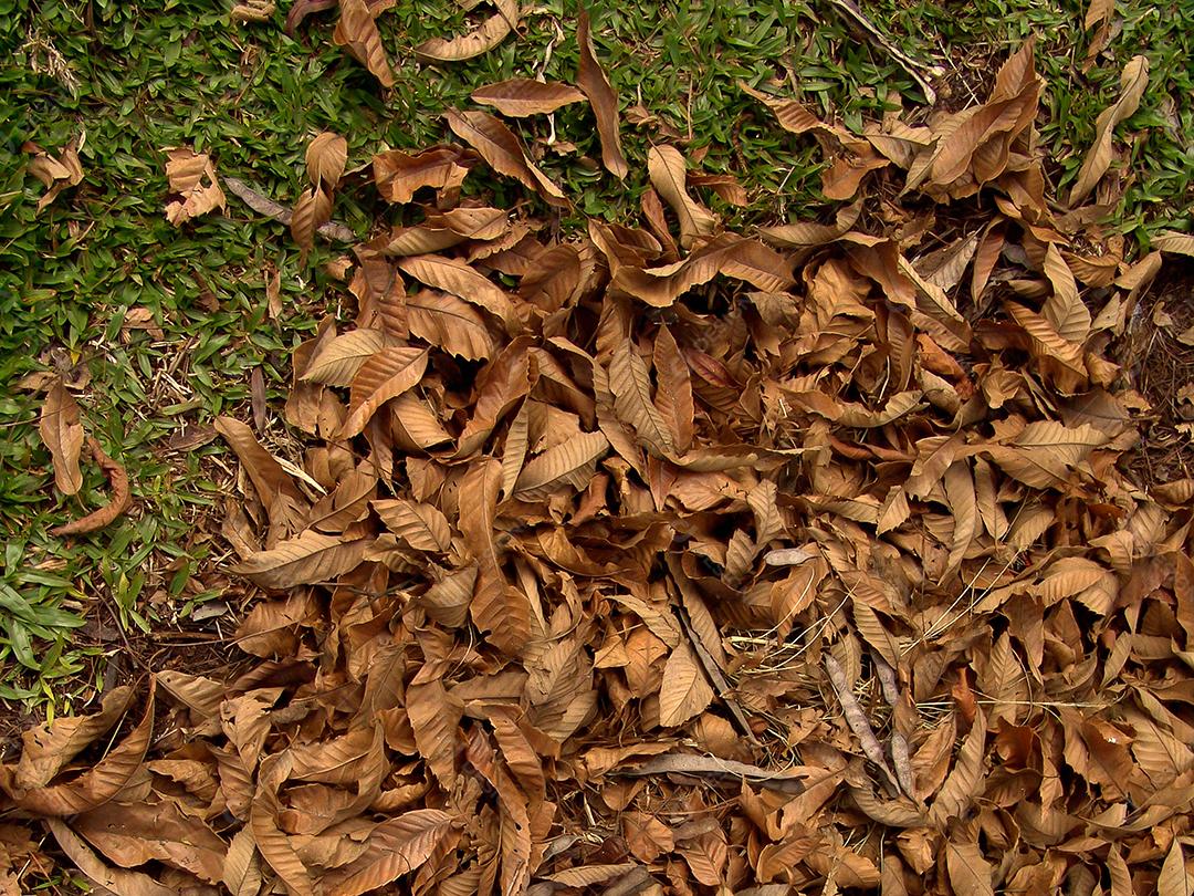 árvore deixa no chão em uma floresta no outono.