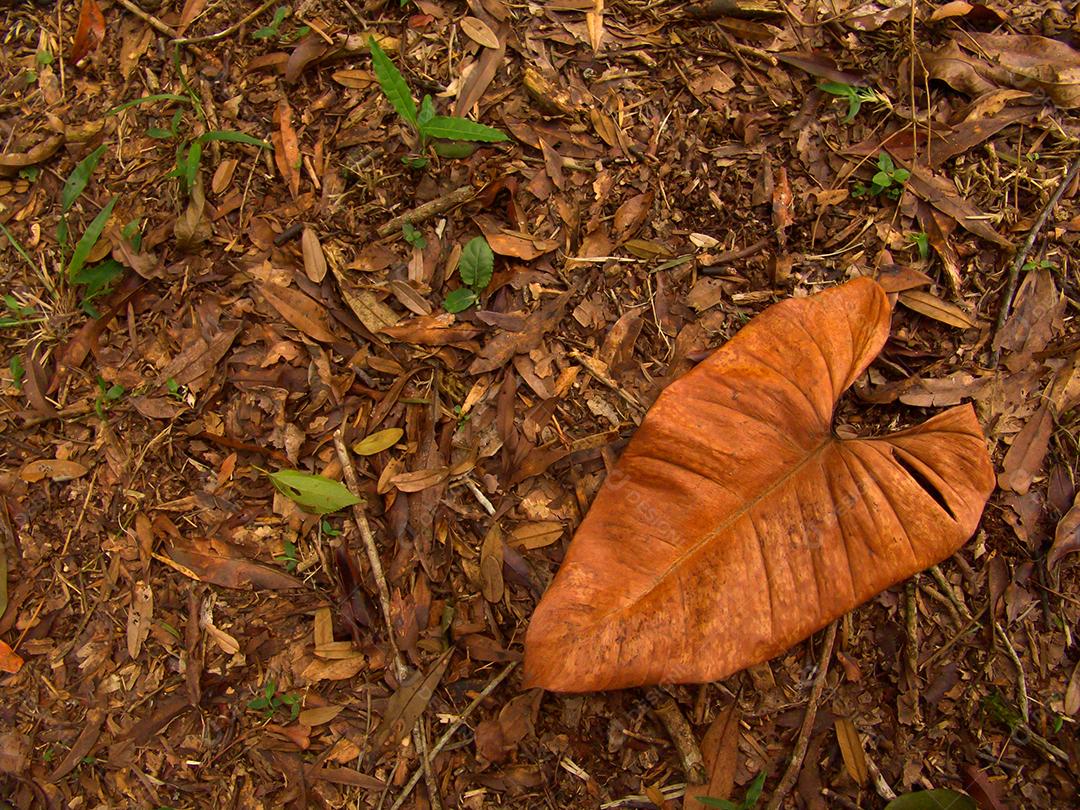 árvore deixa no chão em uma floresta no outono.