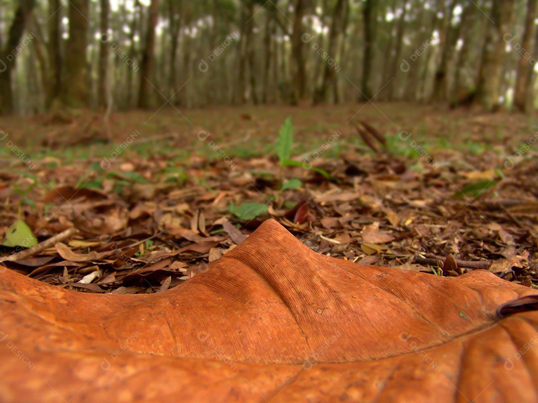 árvore deixa no chão em uma floresta no outono.