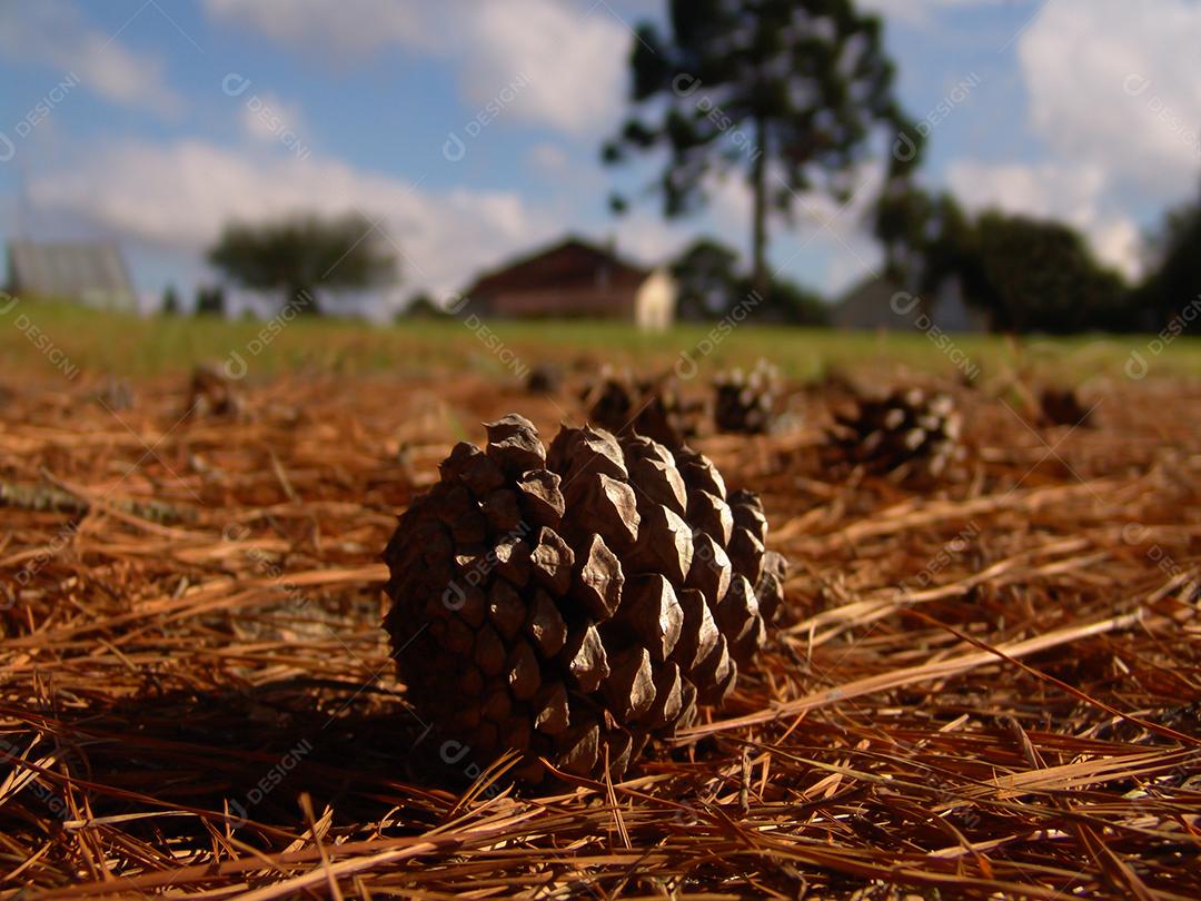 Pinha no chão de palha da fazenda.
