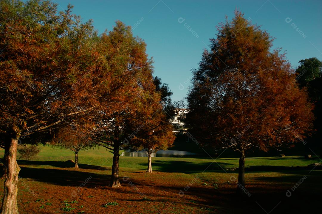 Folhas da árvore em uma tarde de outono.