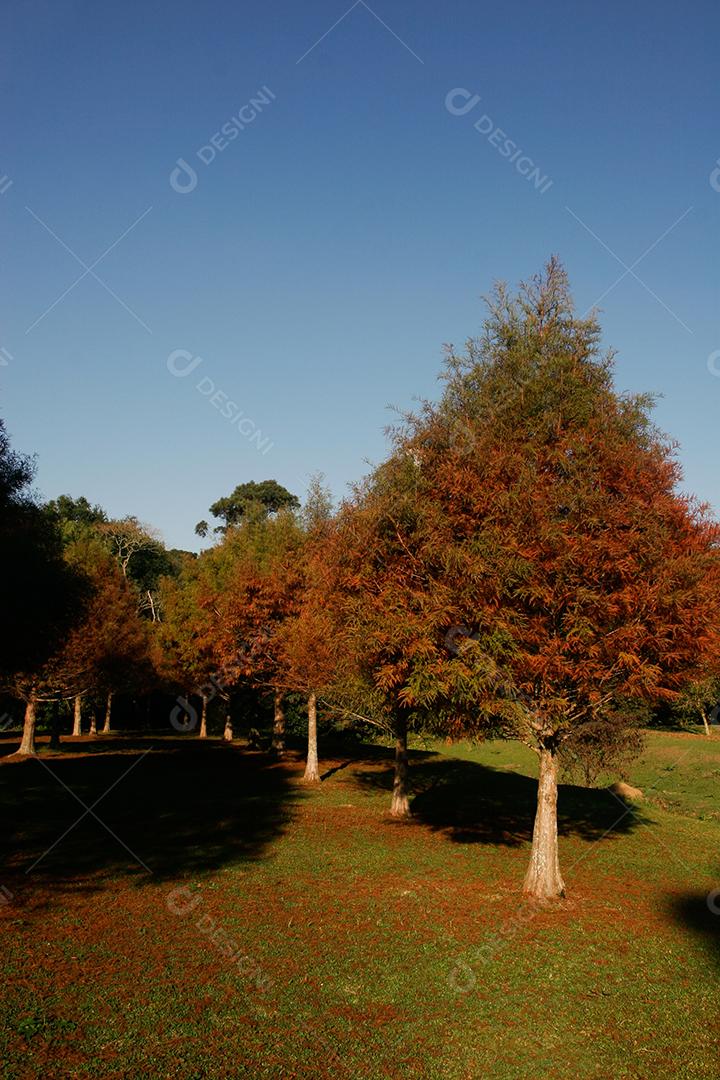 Folhas da árvore em uma tarde de outono.