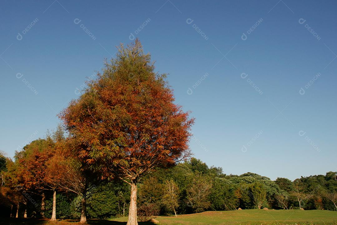Folhas da árvore em uma tarde de outono.