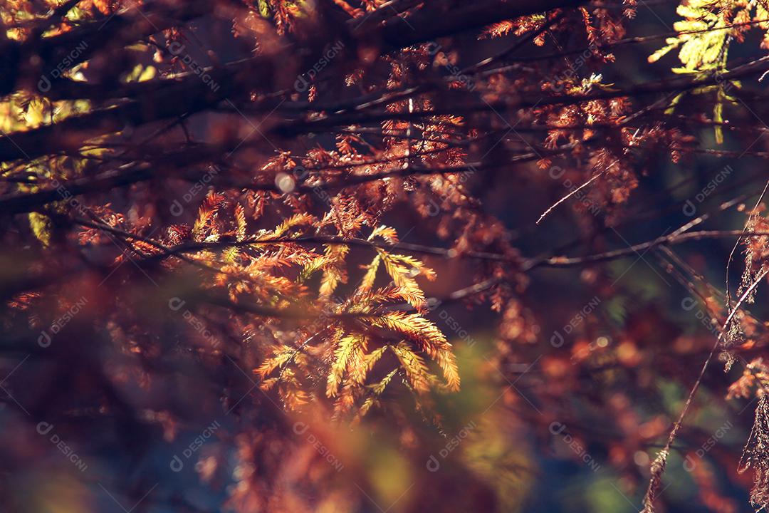 Folhas da árvore em uma tarde de outono.