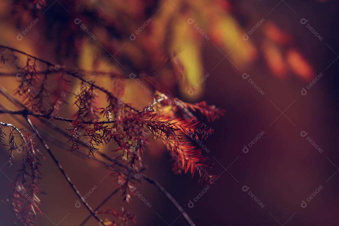 Folhas da árvore em uma tarde de outono.