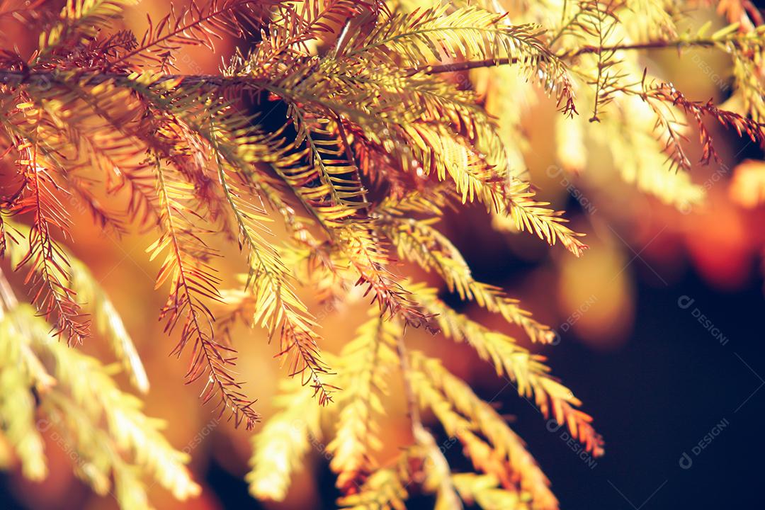 Folhas da árvore em uma tarde de outono.