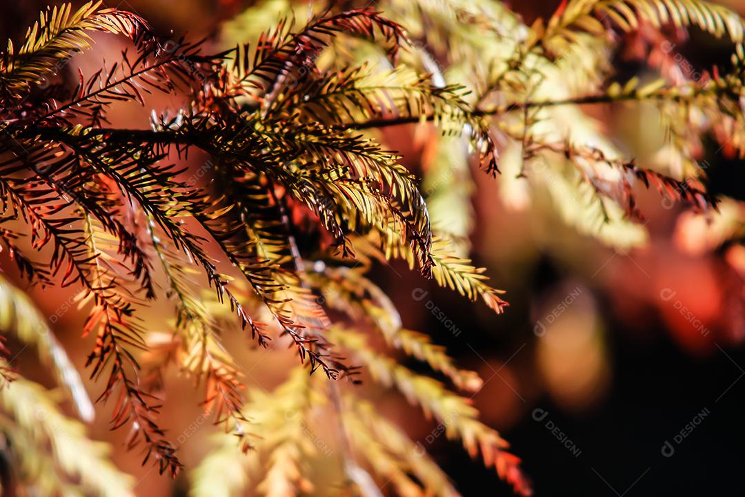 Folhas da árvore em uma tarde de outono.