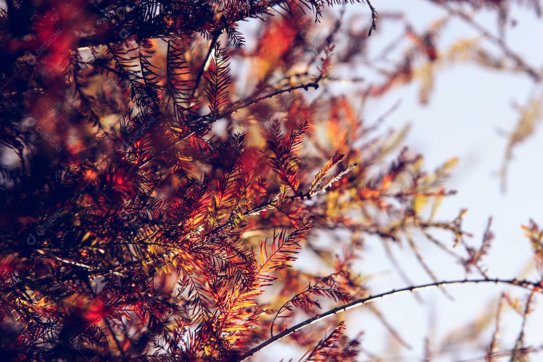 Folhas da árvore em uma tarde de outono.