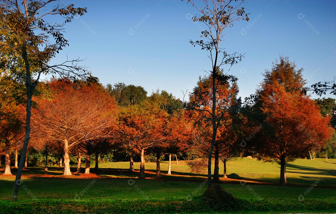 Folhas da árvore em uma tarde de outono.