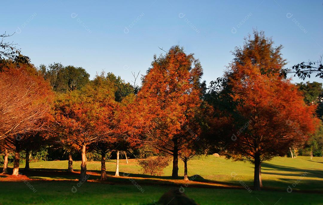 Folhas da árvore em uma tarde de outono.