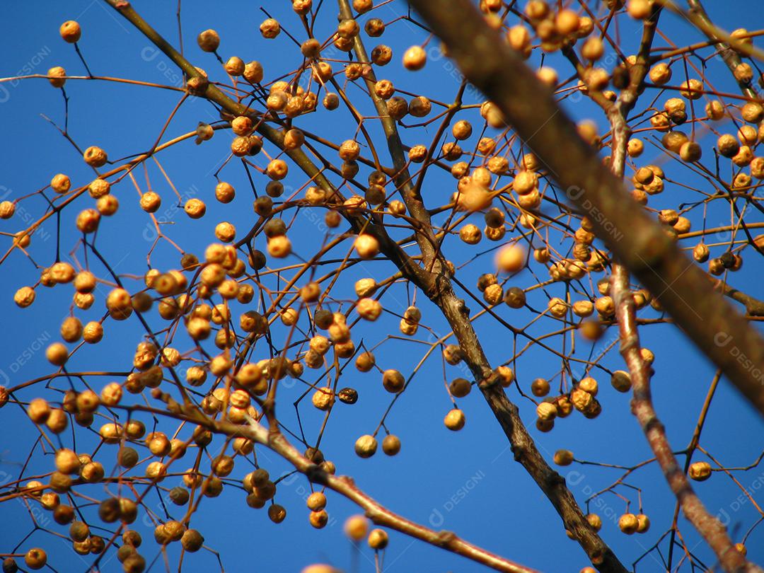 amarelo em galhos com fundo azul.