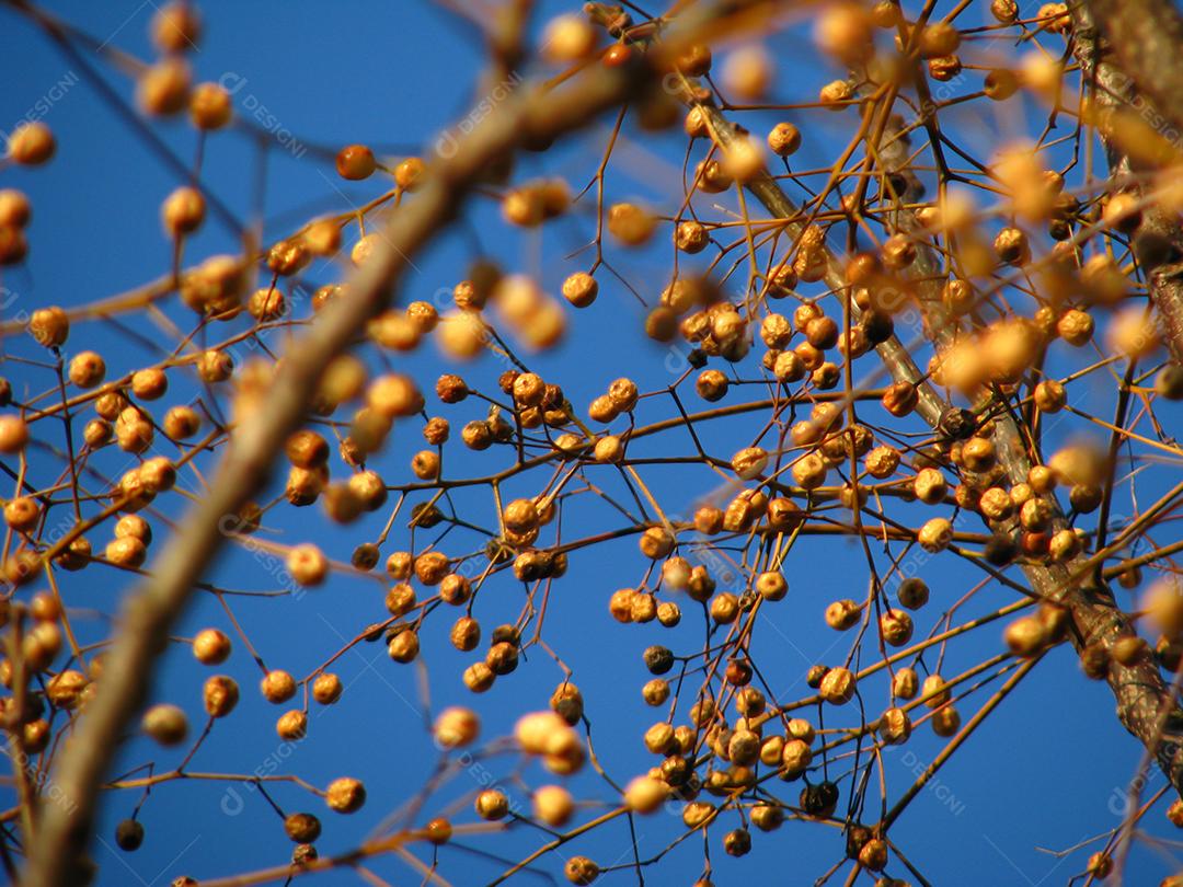 amarelo em galhos com fundo azul.