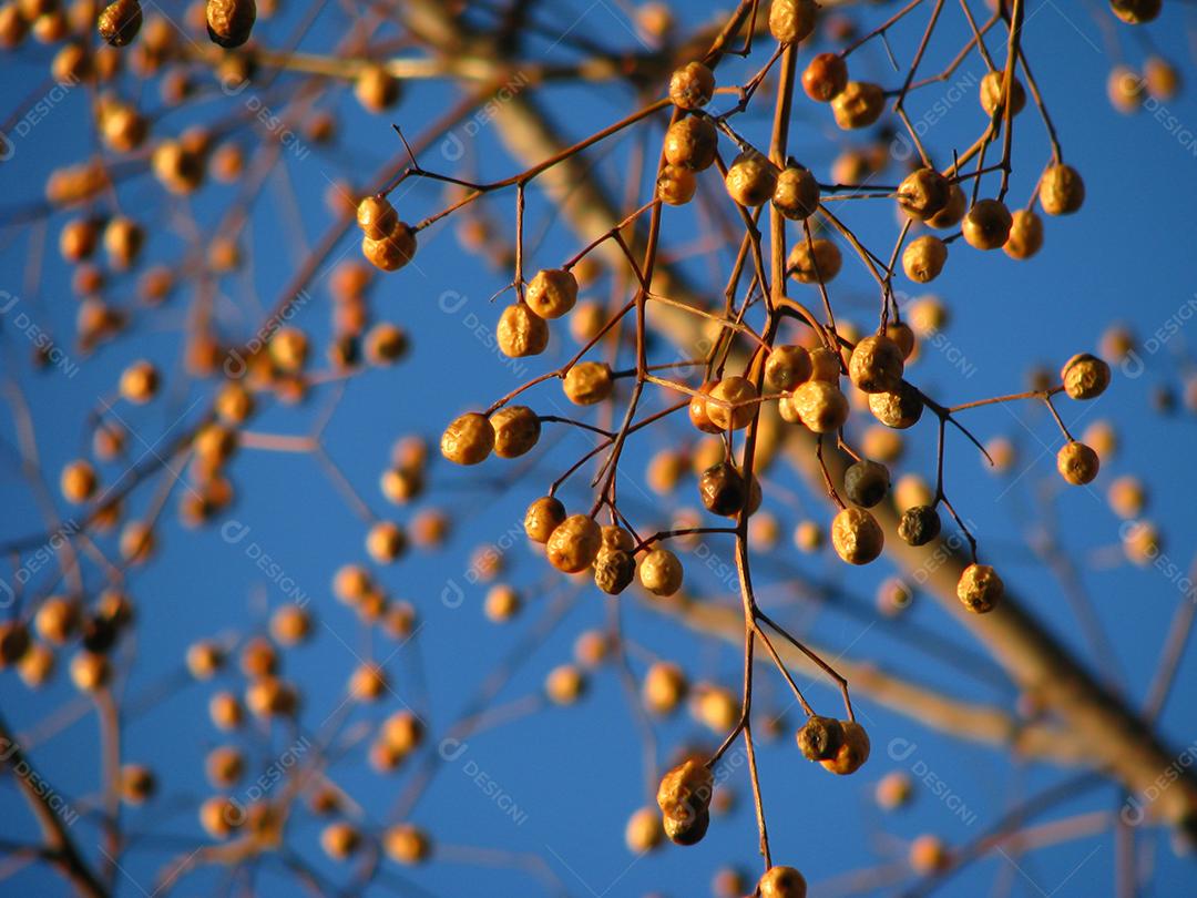 amarelo em galhos com fundo azul.