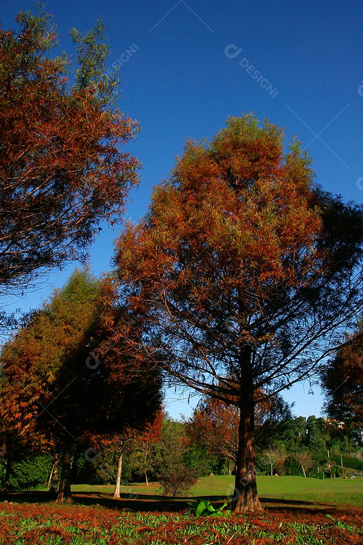 Tree leaves on an autumn afternoon.