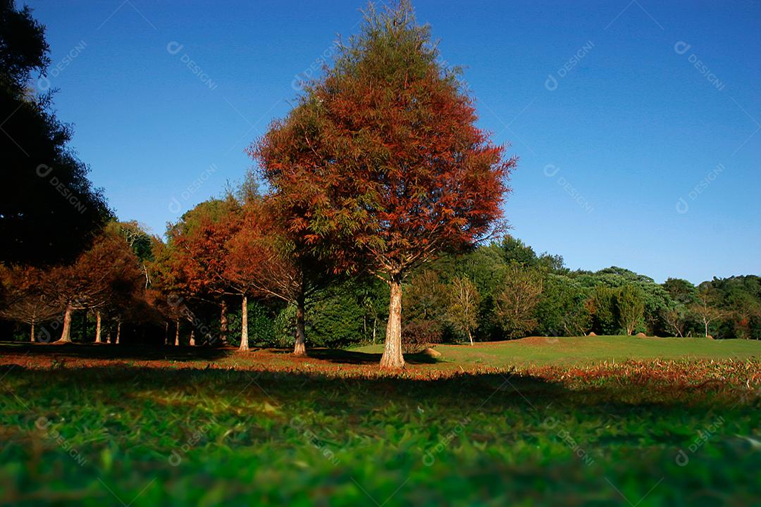 Folhas da árvore em uma tarde de outono.