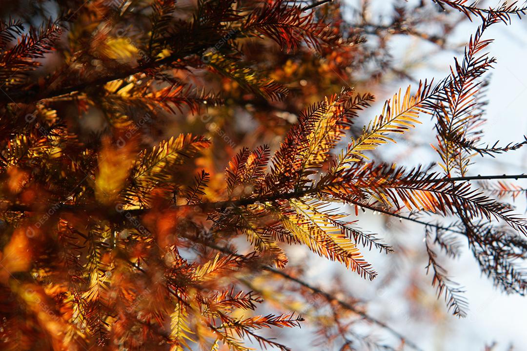 Folhas da árvore em uma tarde de outono.